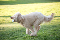 Farley